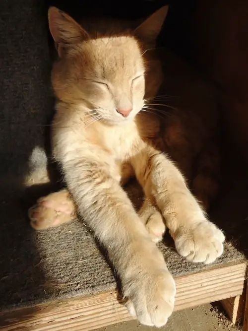 chat au soleil