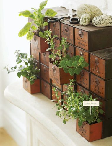 plante meuble decoration