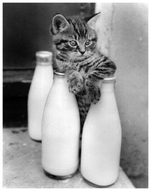 chat et bouteille de lait