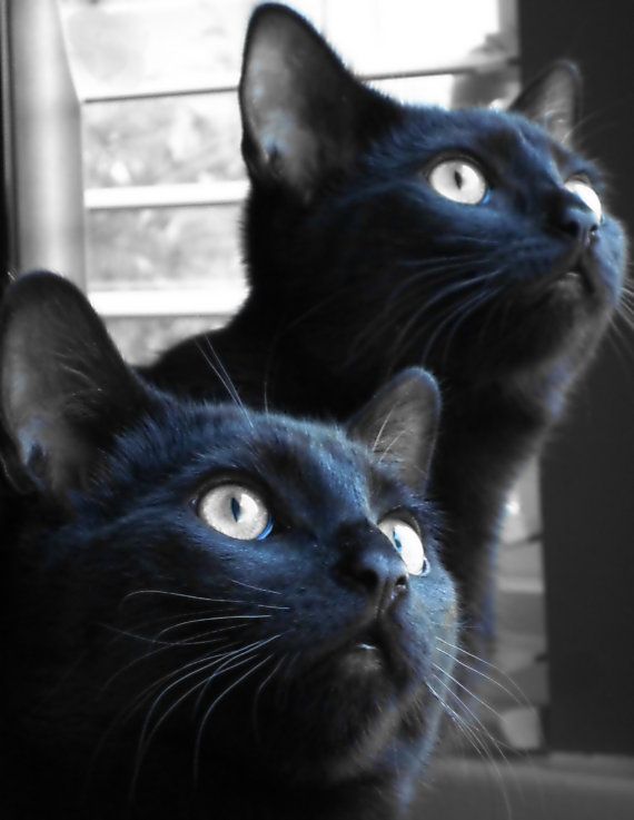 chats noirs