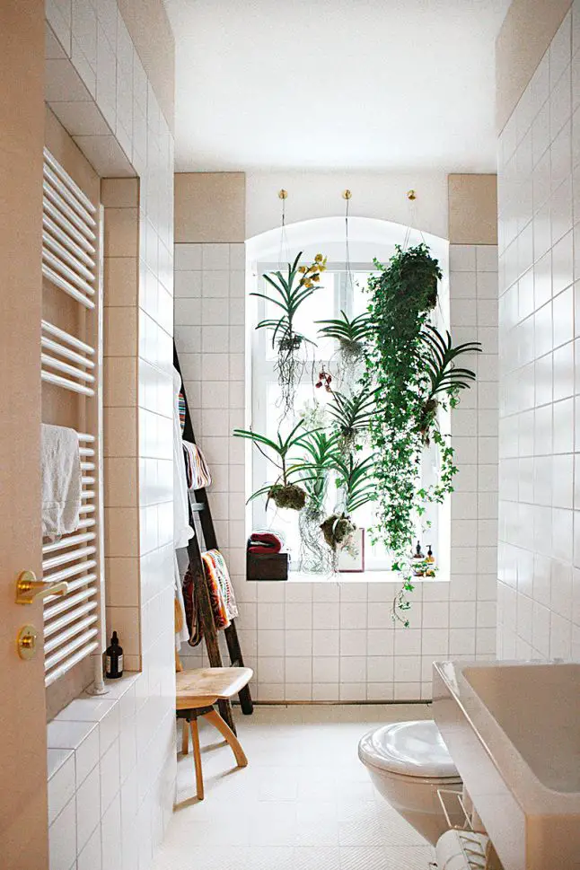 plantes suspendues fenetre salle de bain