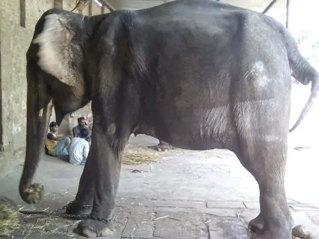 jaipur inde elephant