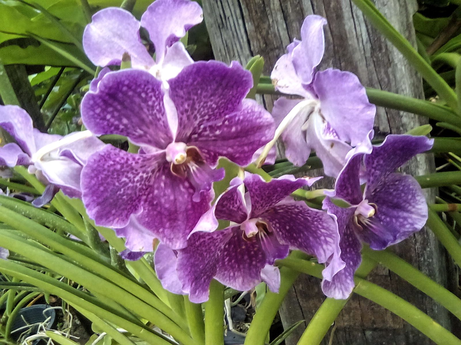 jardin orchidee visite kuala lumpur nature malaisie
