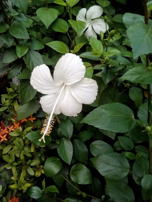 hibiscus blanc fleur asiatique luang prabang
