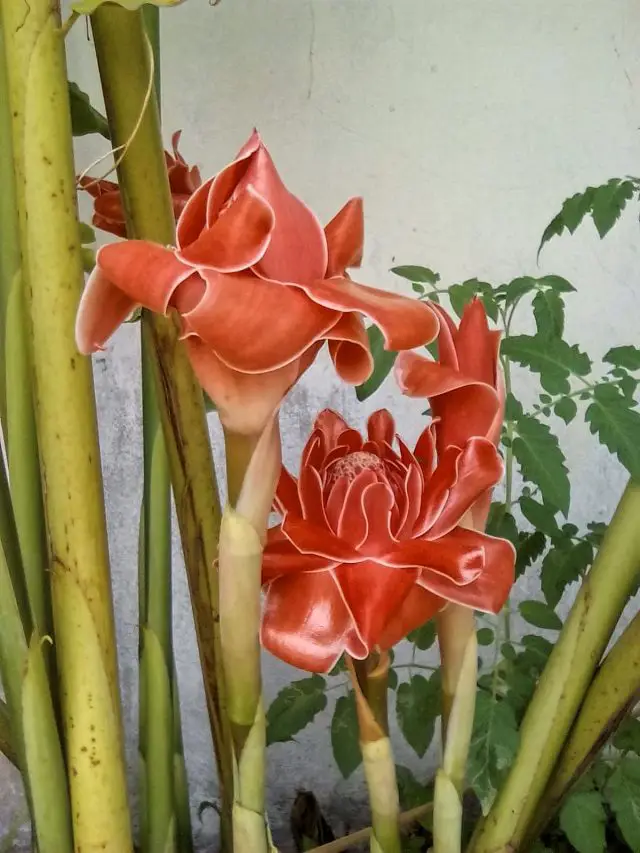 rose asiatique laos thailande