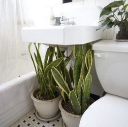 idee plantes salle de bain