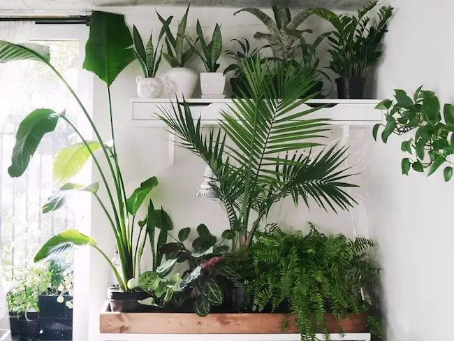 kasseapparat interview Gummi Urban Jungle] Ces plantes qui isolent votre intérieur du bruit | Cocon |  décoration & slow living