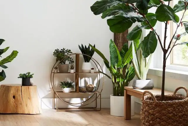 plante et mobilier en bois decoration idee