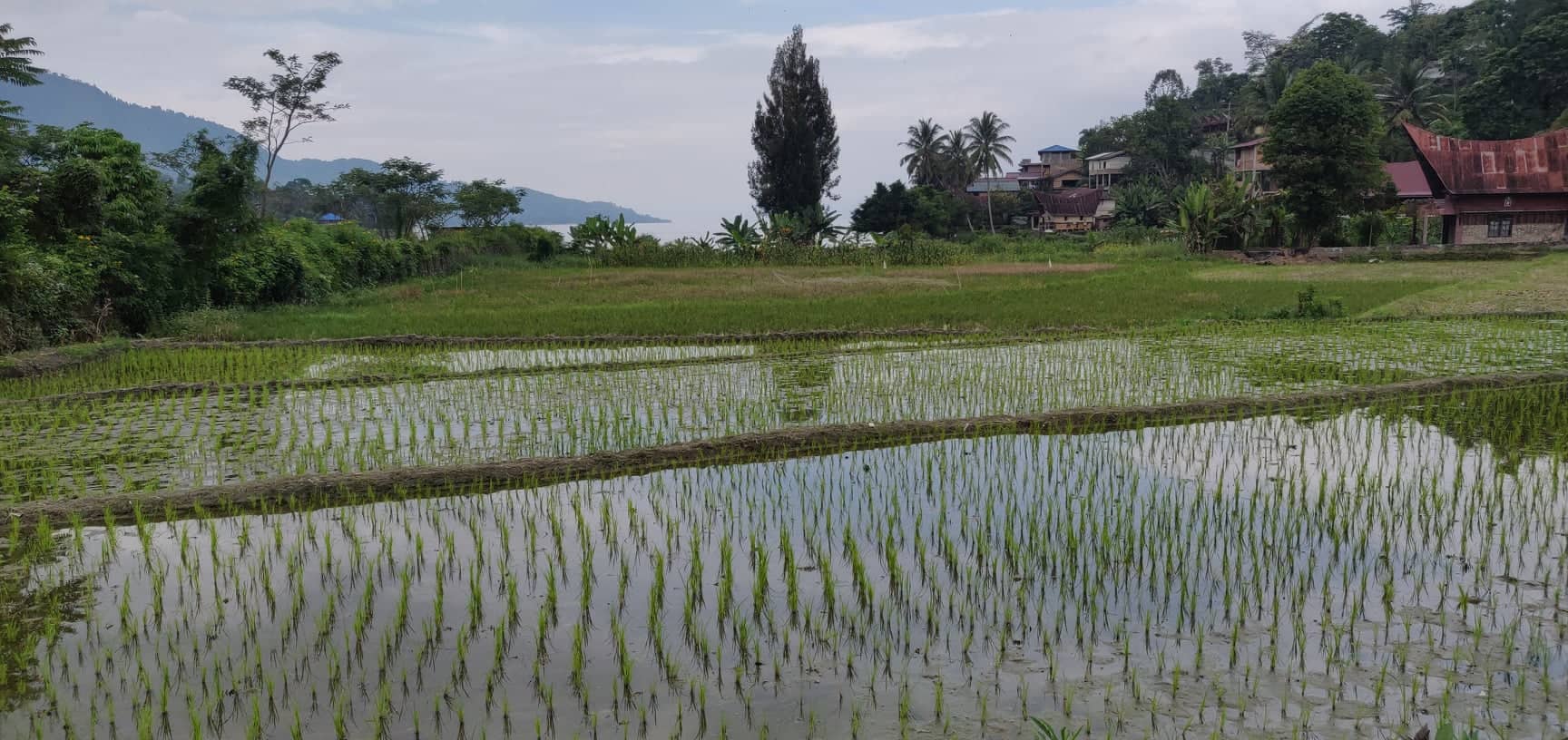 sumatra lac toba riziere voyage indonesie