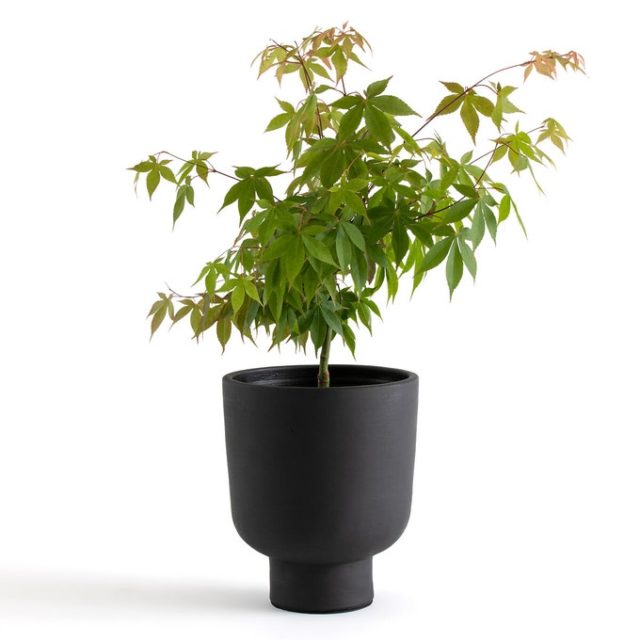 cache pot plantes vertes cuisine pas cher pot noir simple et minimaliste