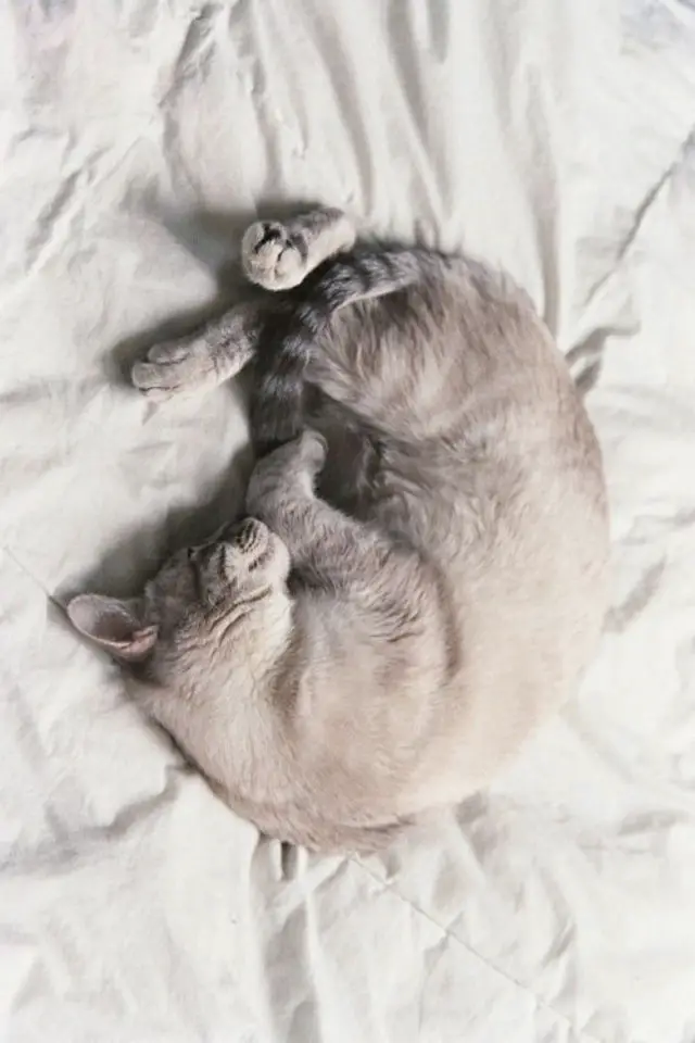de la deco et des chats lit repos bien être cosy