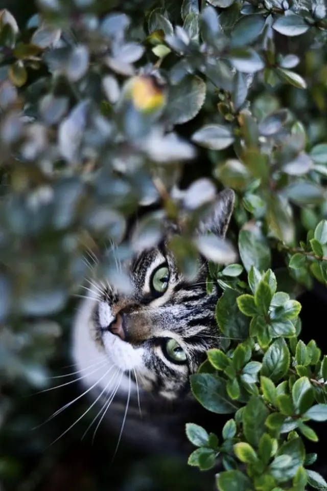 des chats et de la déco plantes vertes jardin arbuste