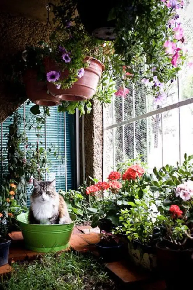 des chats et de la déco plantes vertes jardin d'hiver fleurs sceau