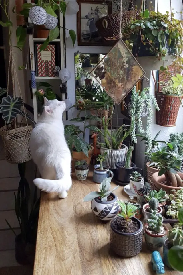 des chats et de la déco plantes vertes fenêtre plan de travail intérieur