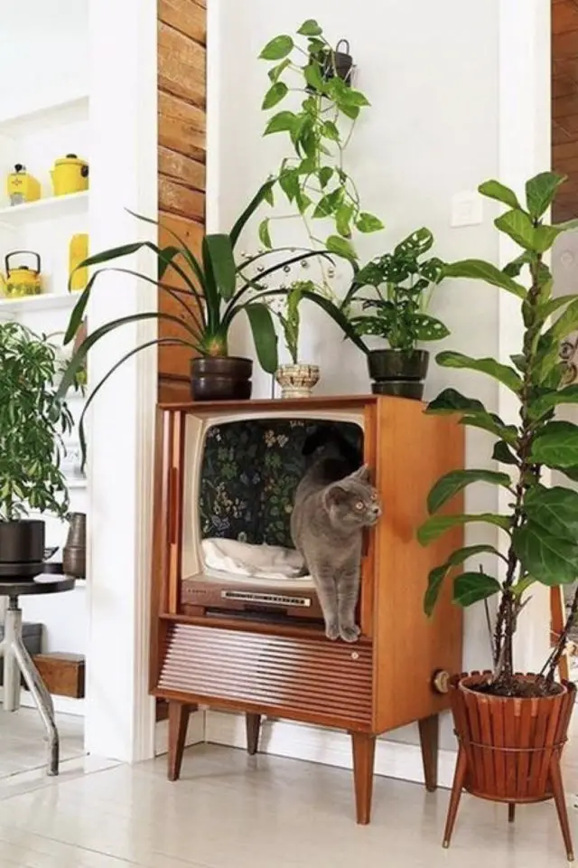 des chats et de la déco plantes vertes ancienne télé recup lit pour chat