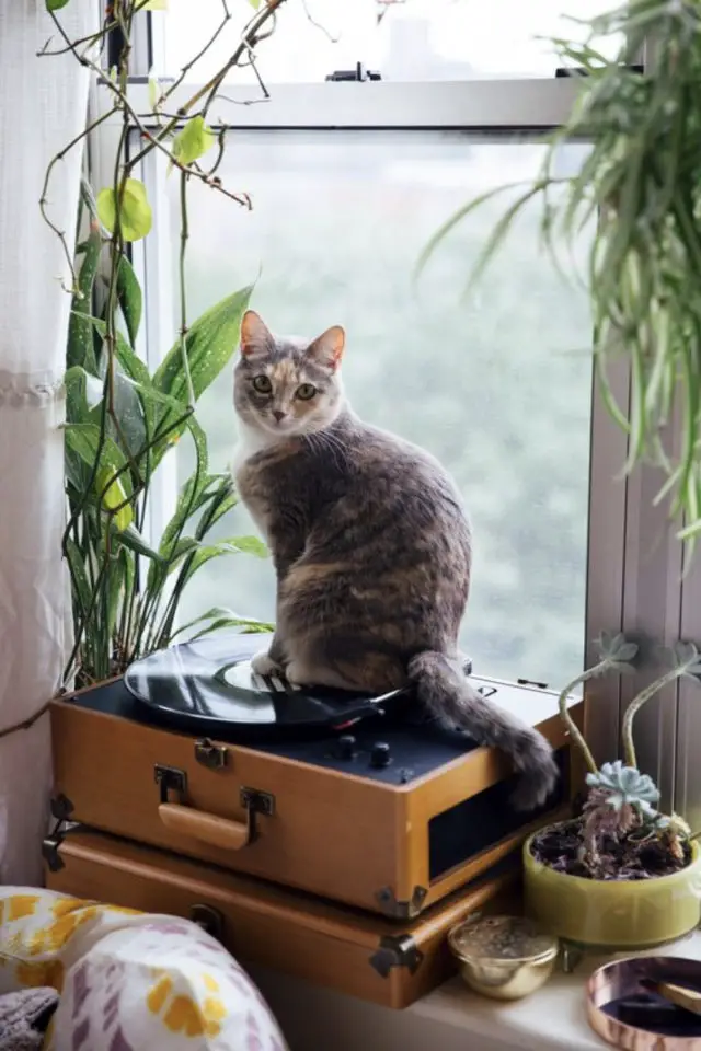 des chats et de la déco plantes vertes fenêtre platine vinyle vintage