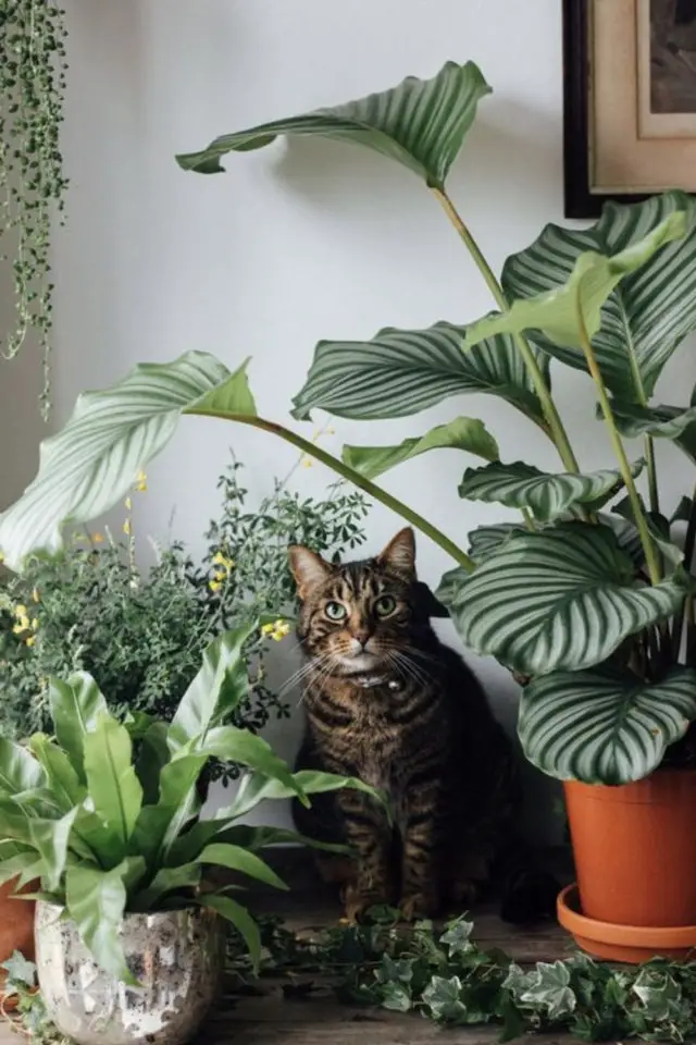 des chats et de la déco plantes vertes intérieur style urban jungle plantes tropicales