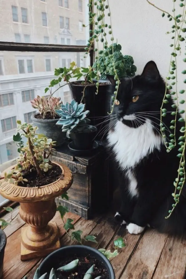 des chats et de la déco plantes vertes fenêtre lumière naturelle et extérieure