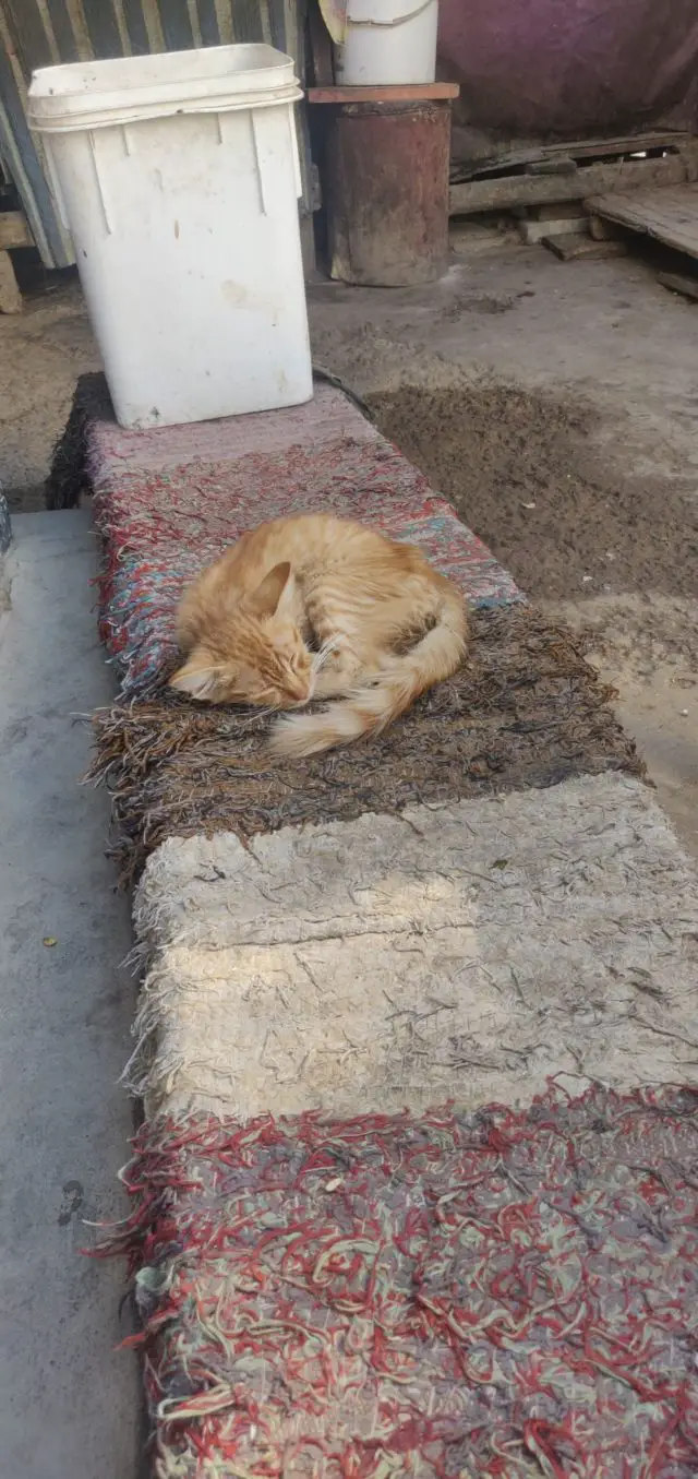 nomade hurghada egypte petit chat