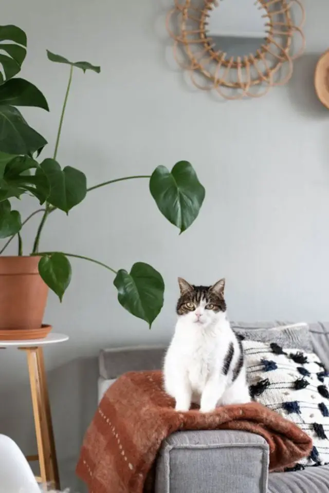 lifestyle chat deco fauteuil accoudoir plaid canapé gris plante verte  sur tabouret