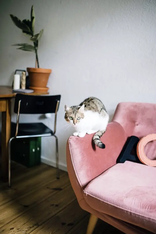 lifestyle chat deco fauteuil velours rose 