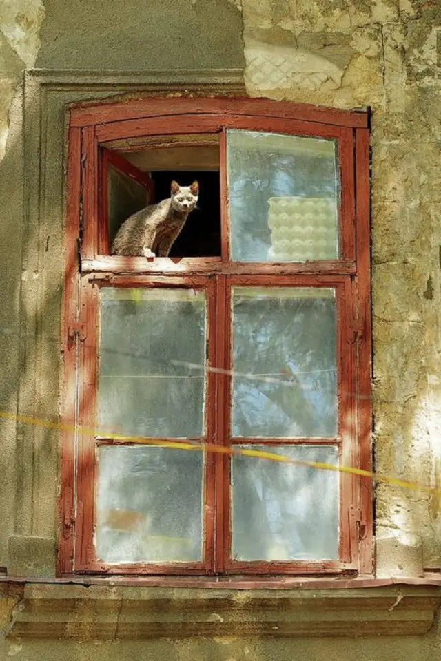 lifestyle chat fenetre façade abimée encadrement boiseries rouge terracotta