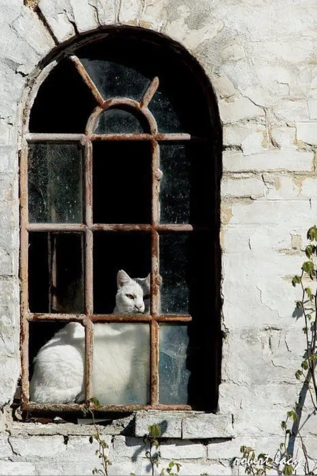 lifestyle chat fenetre façade en brique décrépie 