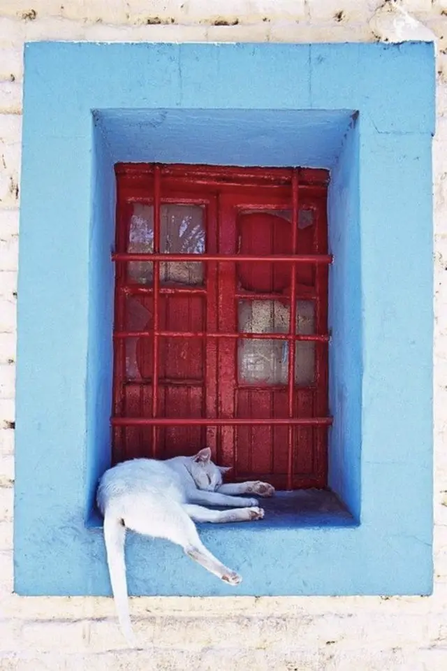 lifestyle chat fenetre façade bleue fenêtre rouge chat blanc