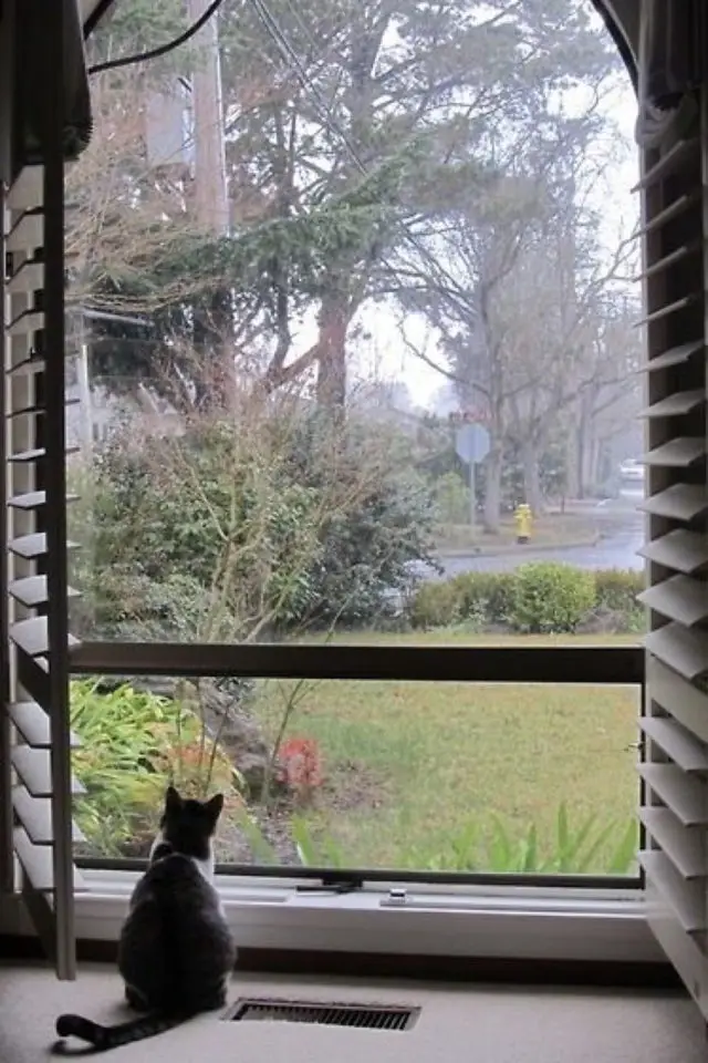 lifestyle chat fenetre jardin hiver matin brume
