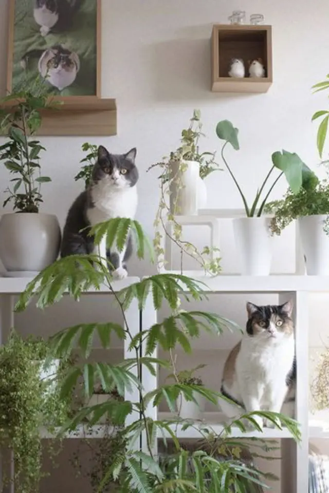 deco chats etageres blog lifestyle meuble ikea blanc plantes vertes