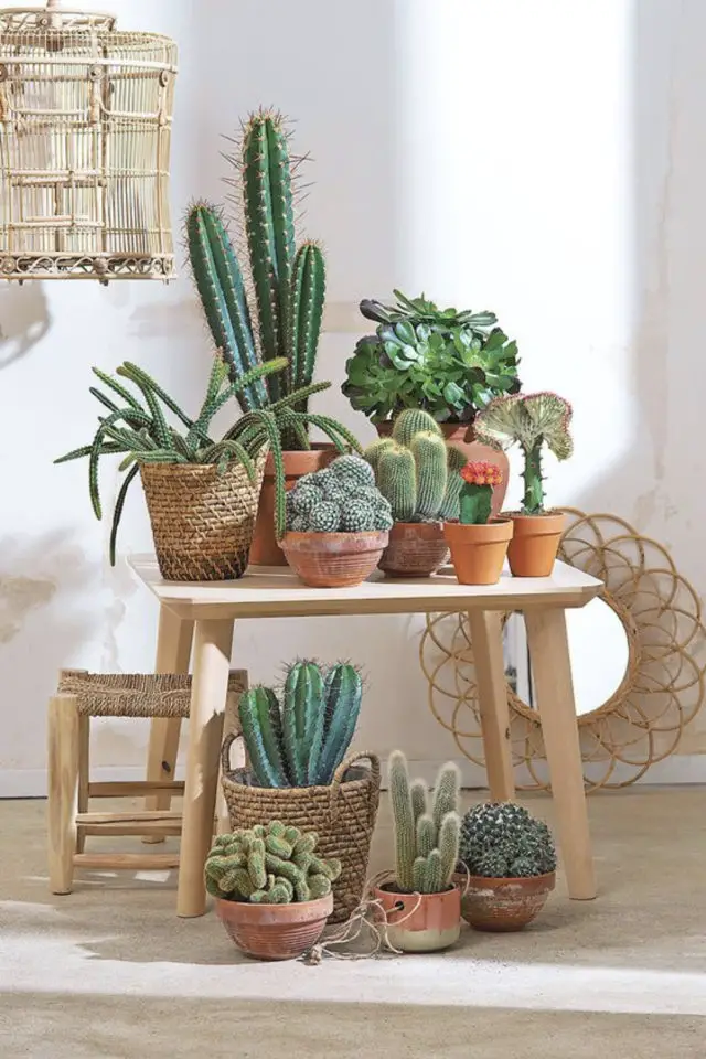 decoration interieure cactus exemple petit banc en bois plantes grasses