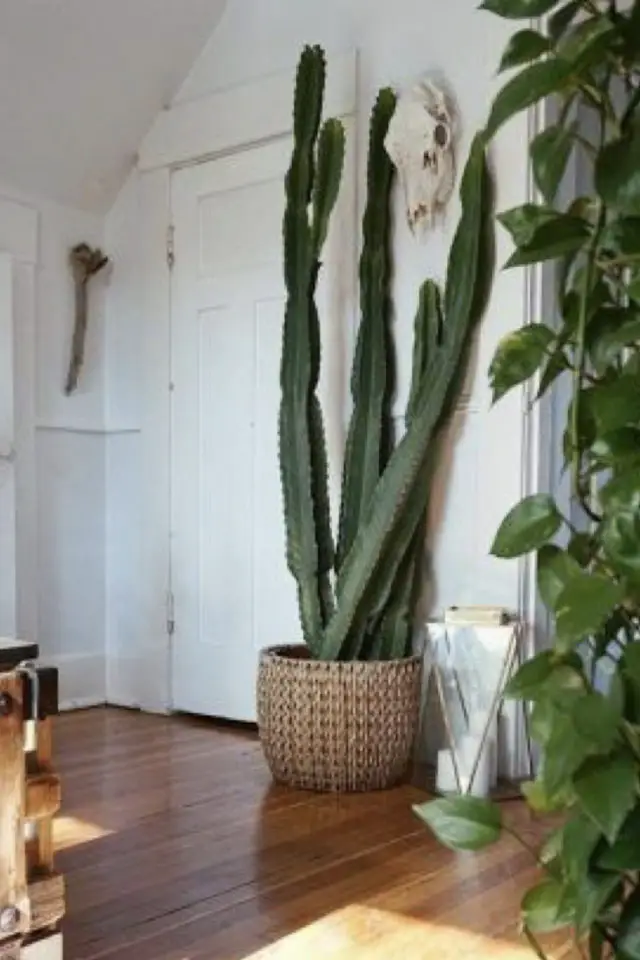 decoration interieure cactus exemple panier rotin pot de fleur