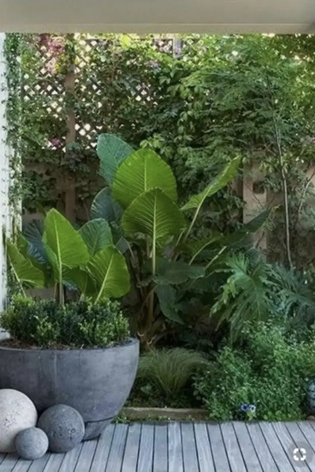 jardin tropical exemple pot de fleur en ciment plantes vertes tropicales et exotiques