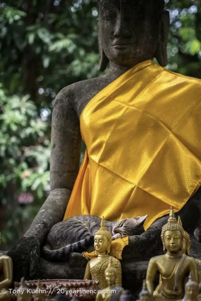 lifestyle chat deco statue spiritualite bouddha thaïlande laos asie