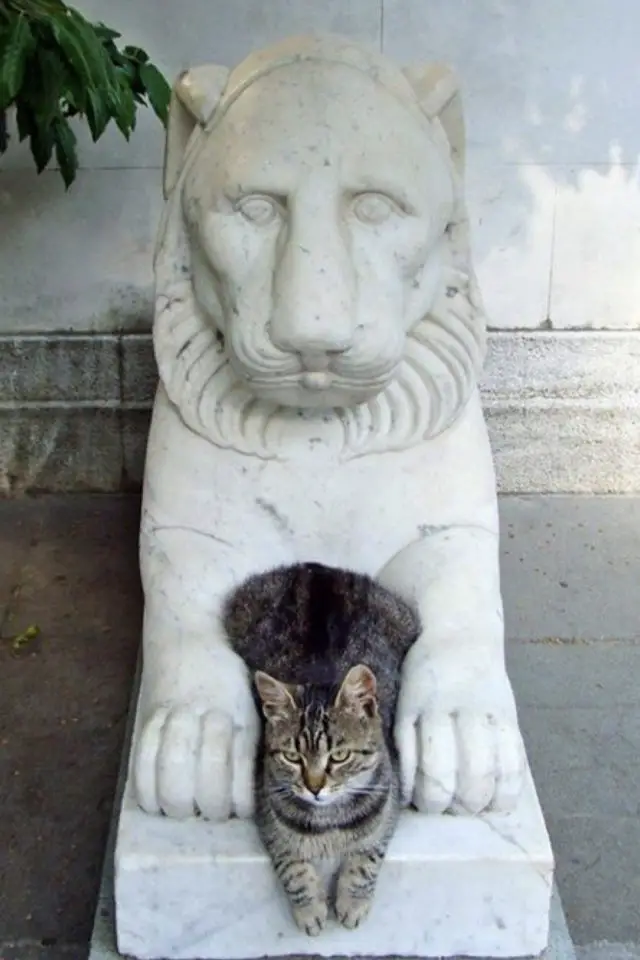 lifestyle chat deco statue spiritualite lion jardin extérieur