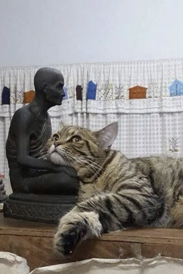 lifestyle chat deco statue spiritualite intérieur petite statuette bouddhisme