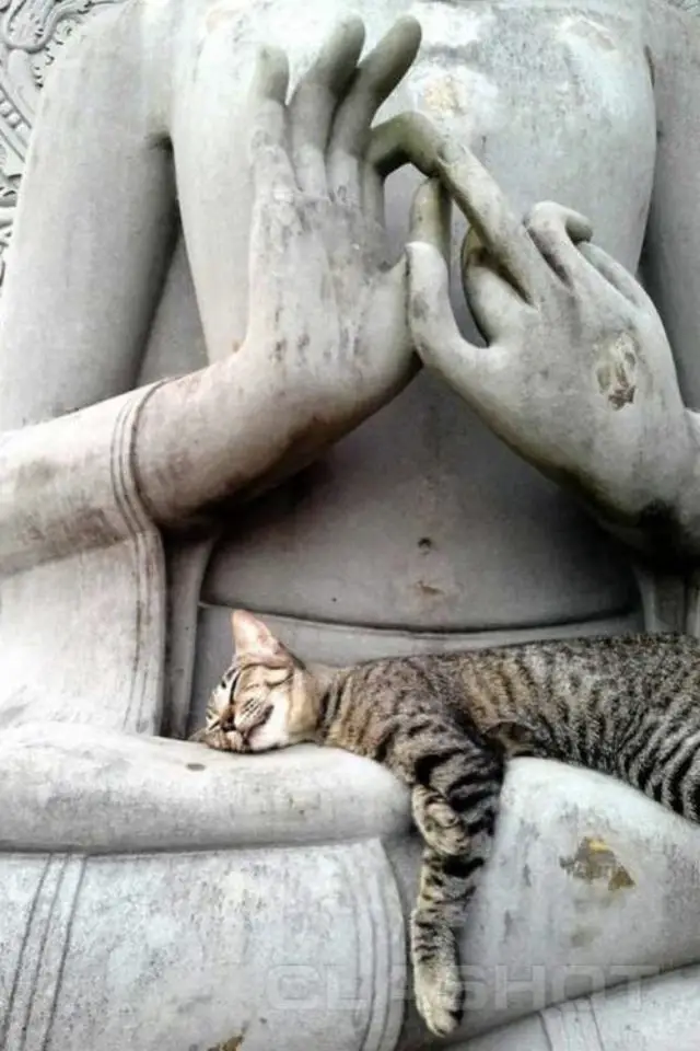 lifestyle chat deco statue spiritualite bouddha repos calme