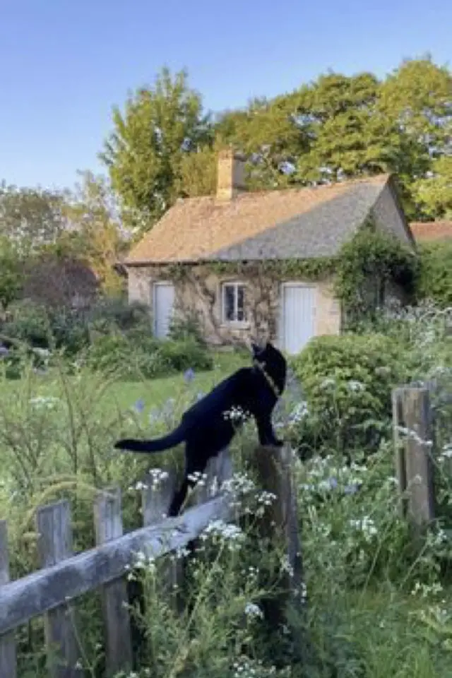 lifestyle chat jardin printemps petite maison clôture bois