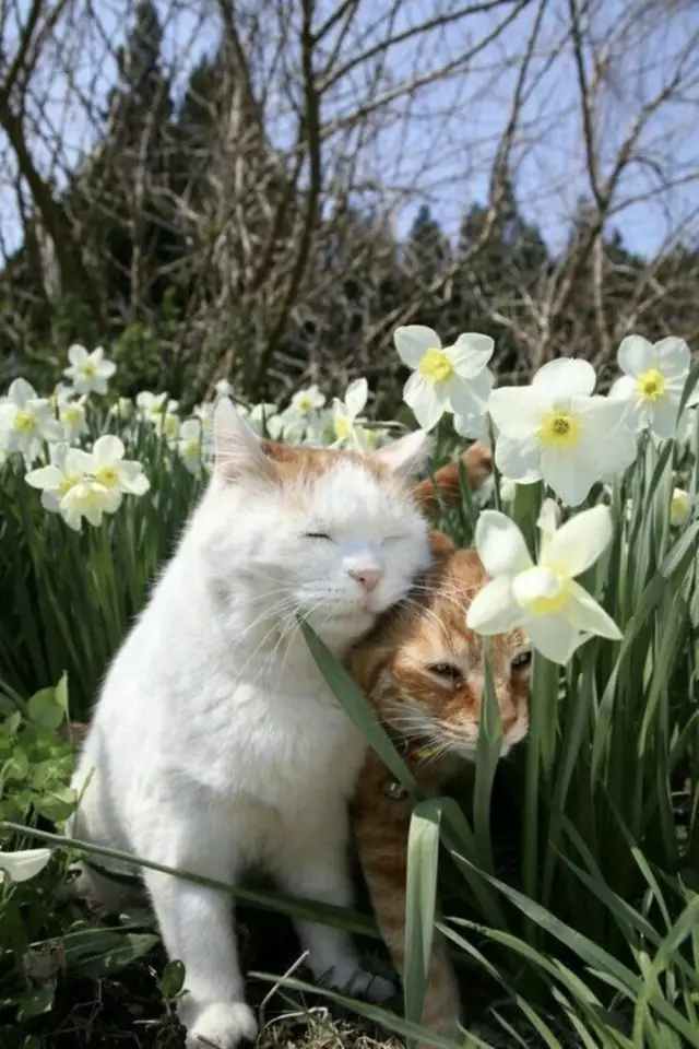 lifestyle chat jardin printemps fleurs jonquille