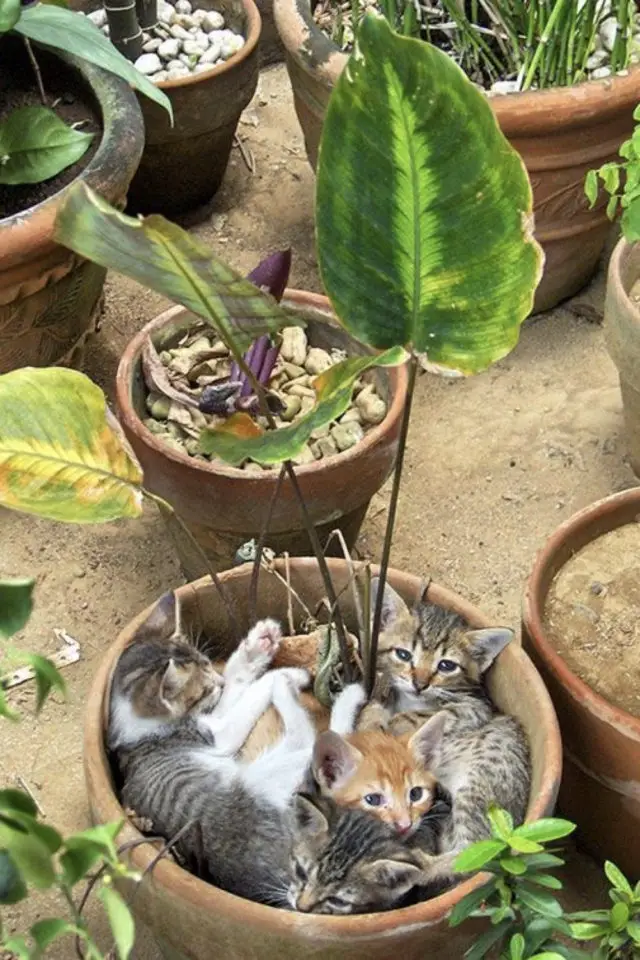 lifestyle chat jardin printemps pot de fleurs en terre cuite