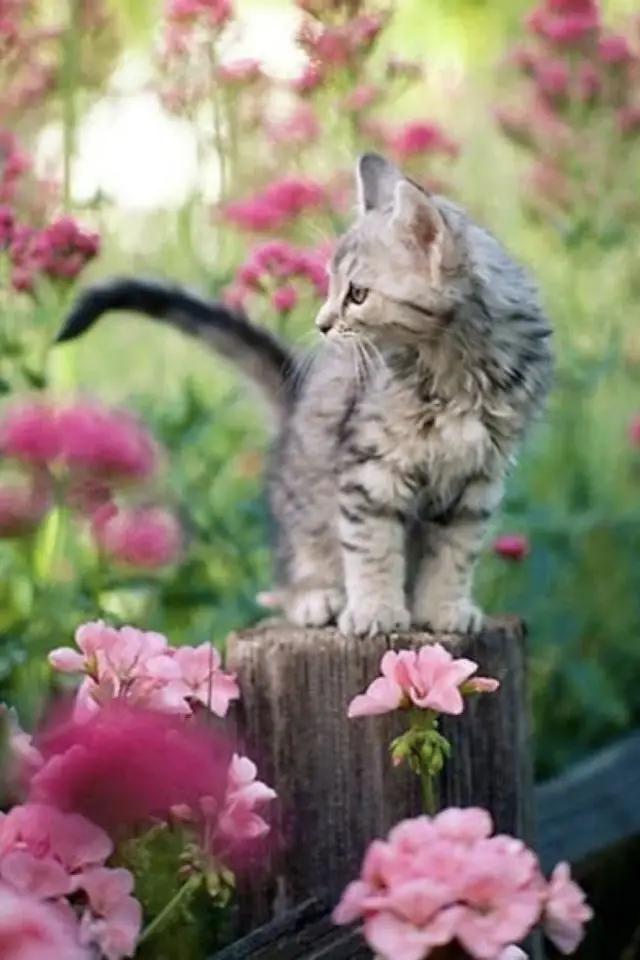 jardin chat perche lifestyle fleurs roses poteau extérieur