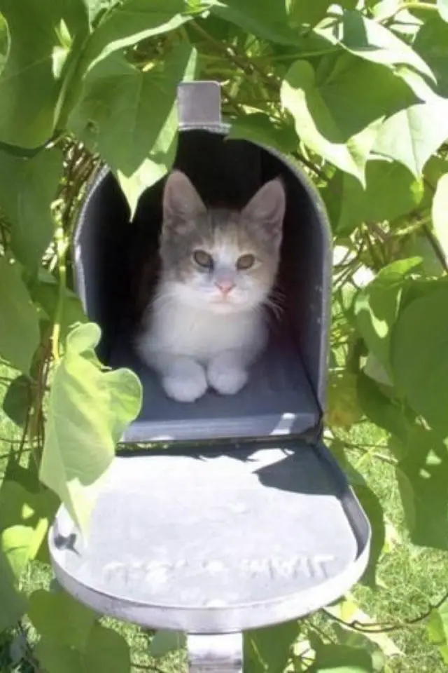 jardin chat perche lifestyle extérieur boites aux lettres cache cache