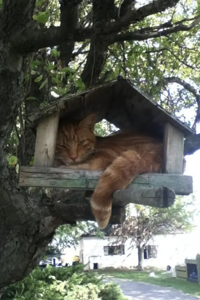 jardin chat perche lifestyle nichoir a oiseau arbre extérieur insolite