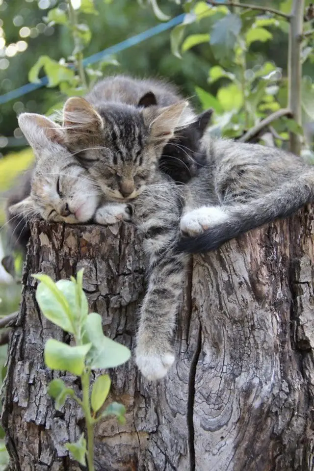 jardin chat perche lifestyle mignon souche d'arbre extérieur