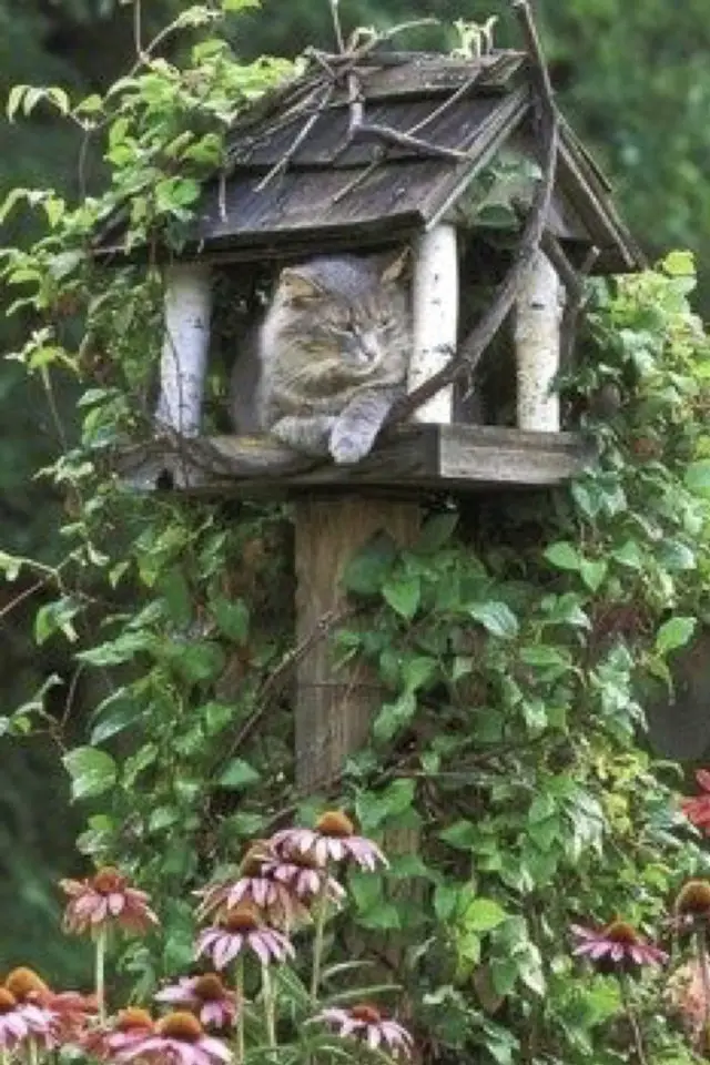 jardin chat perche lifestyle arbre extérieur nichoir oiseau
