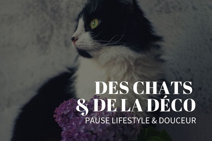 chat deco interieure fleur lifestyle inspiration pause douceur passion
