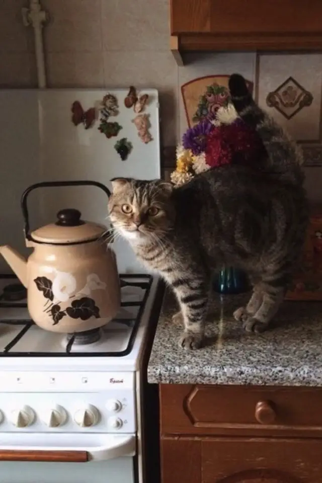 chat et cuisine deco exemple plan de travail cuisinière bouilloire ancienne