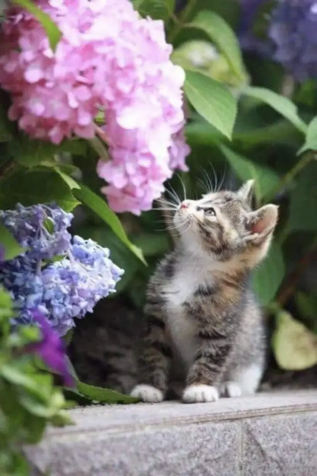 jardin chat fleurs printemps chaton jardin