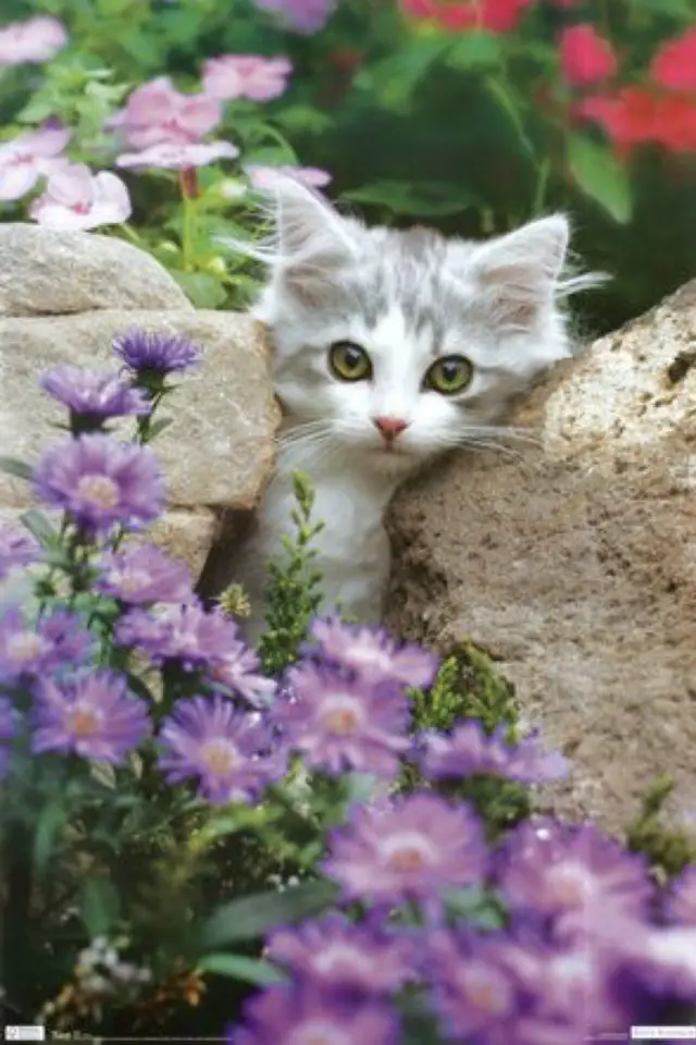 jardin chat fleurs printemps chaton pierre petite fleurs violettes