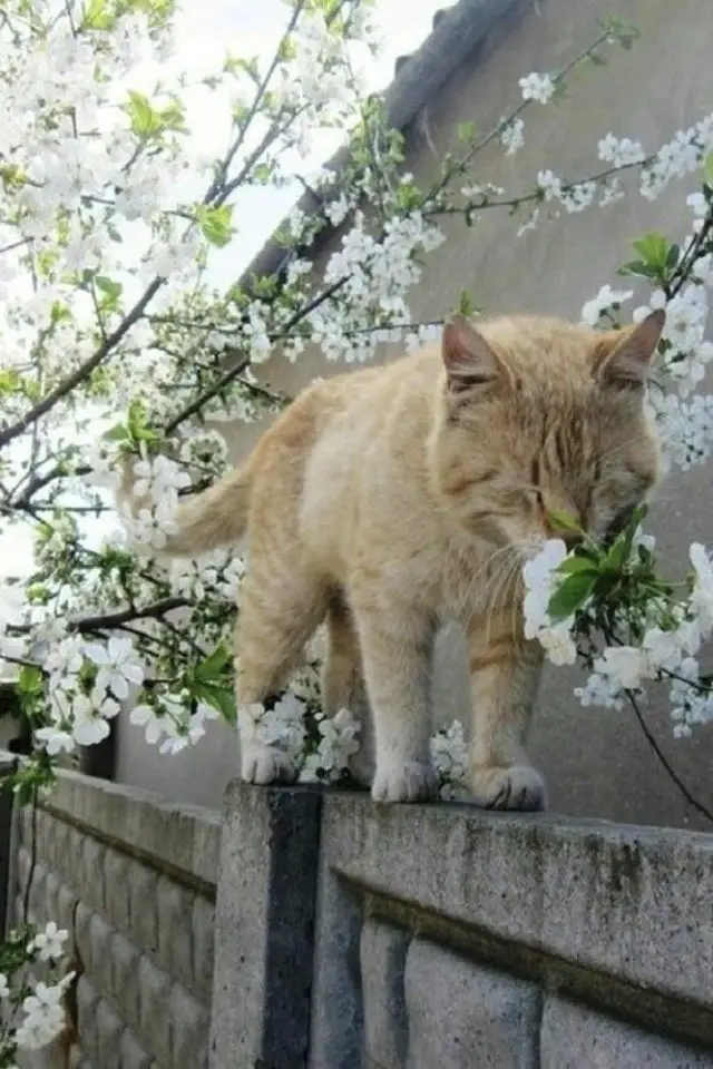 jardin chat fleurs printemps clôture arbre en fleur